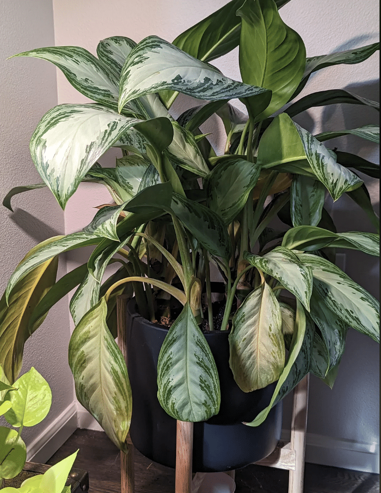 Silver bay chinese evergreen leaves drooping